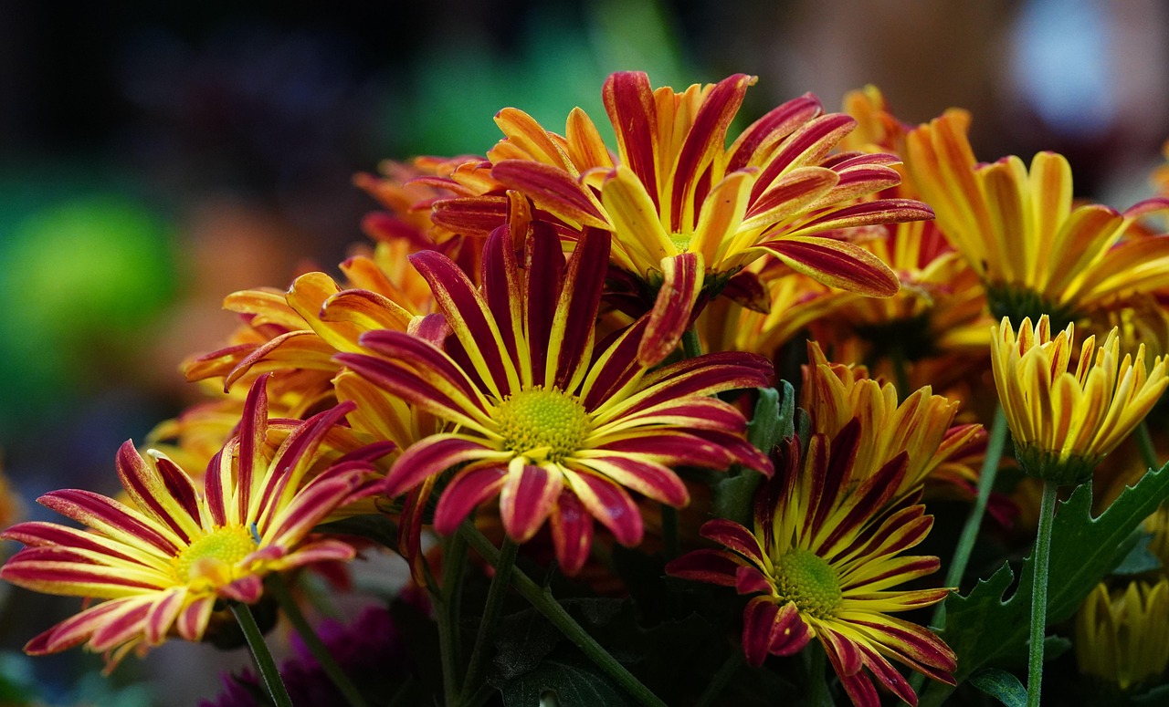 Chrysanthemen Blumen Garten - Kostenloses Foto auf Pixabay Chrysanthemen Blumen Garten - Kostenloses Foto auf Pixabay