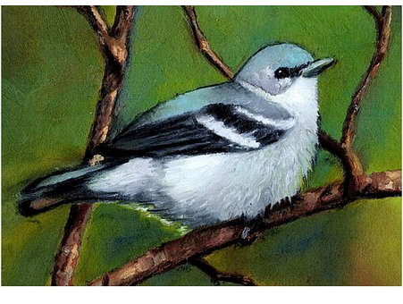 Sangfugl, Fugl, Cerulean Warbler, Kunst