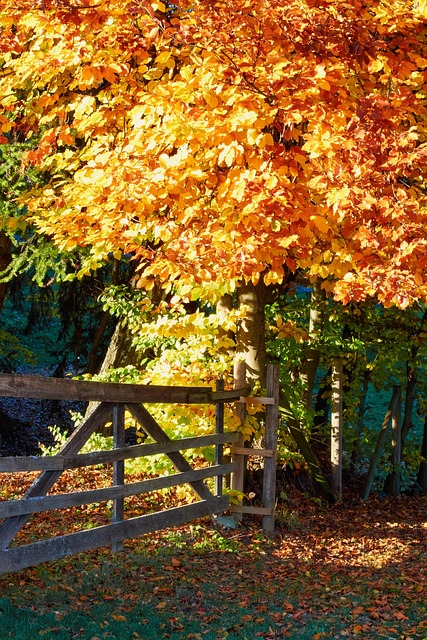 Free Fall Forest photo and picture