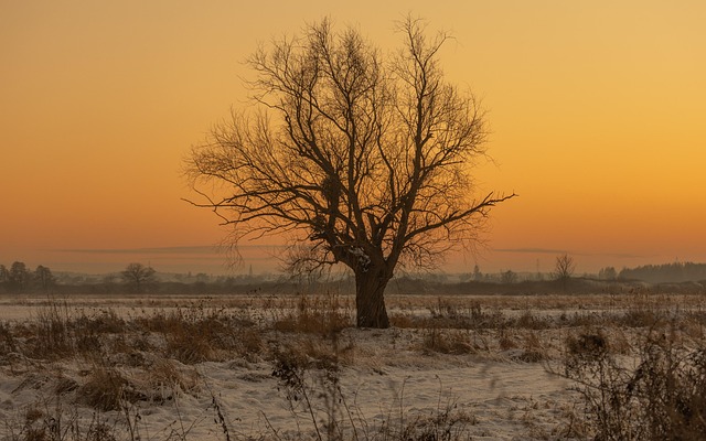 Naturaleza, Árbol, Oscuridad, Invierno
