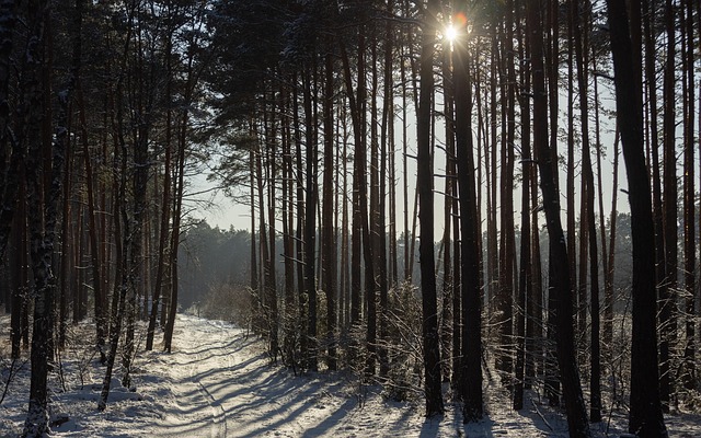 Invierno, Árboles, Bosque, Naturaleza