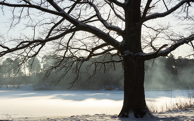 Invierno, Naturaleza, Árbol