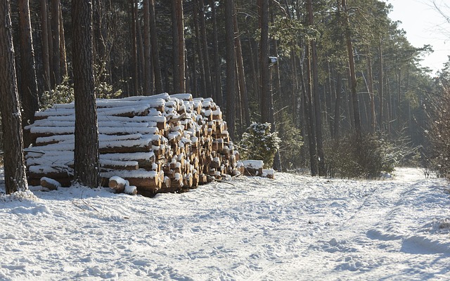 Bosque, Invierno, Temporada
