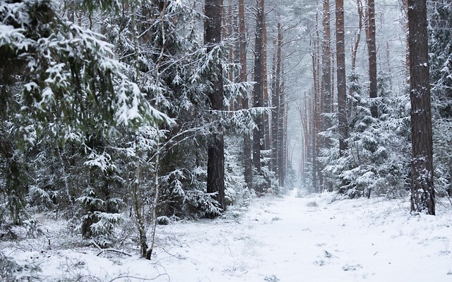 Invierno, Nieve, Naturaleza, Bosque