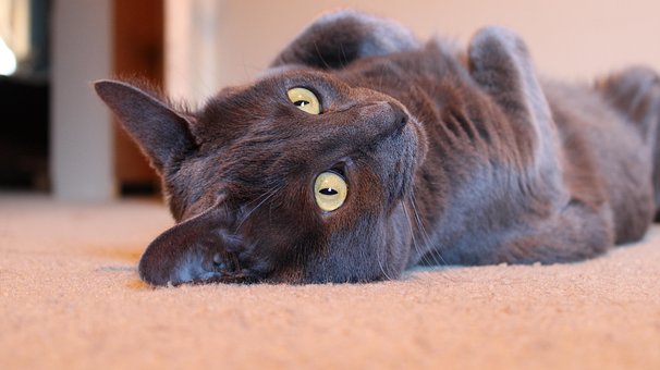 Gato, Bicho De Estimação, Felino, Animal