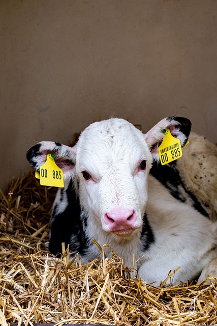 Free Calf Cow photo and picture