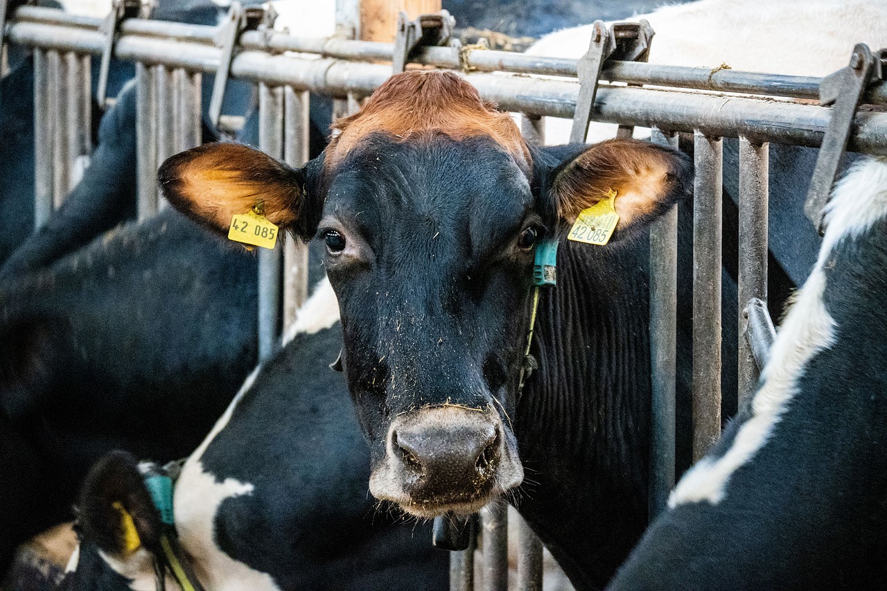 Cow - free online jigsaw puzzle photo