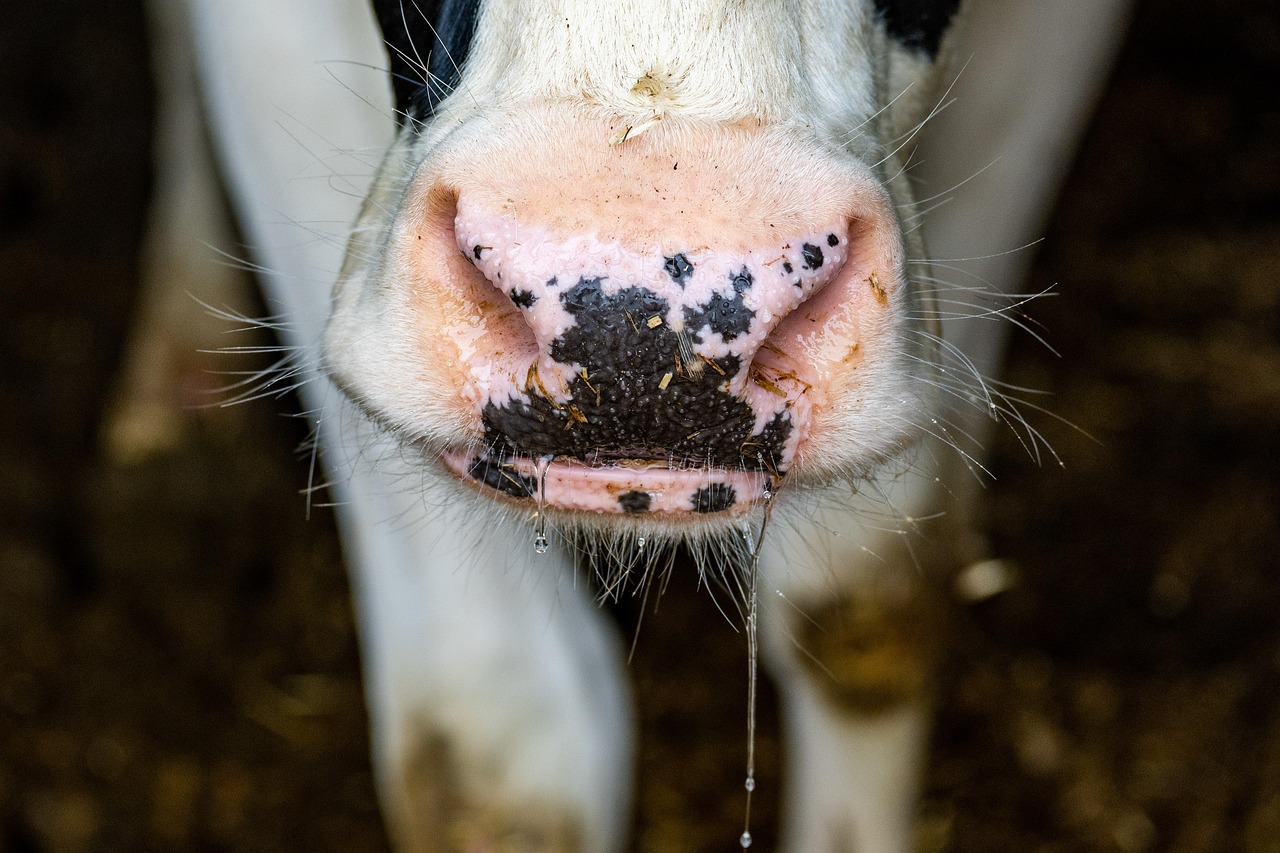 Cow - free online jigsaw puzzle photo