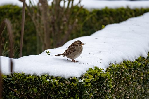 Free Sparrow Bird photo and picture