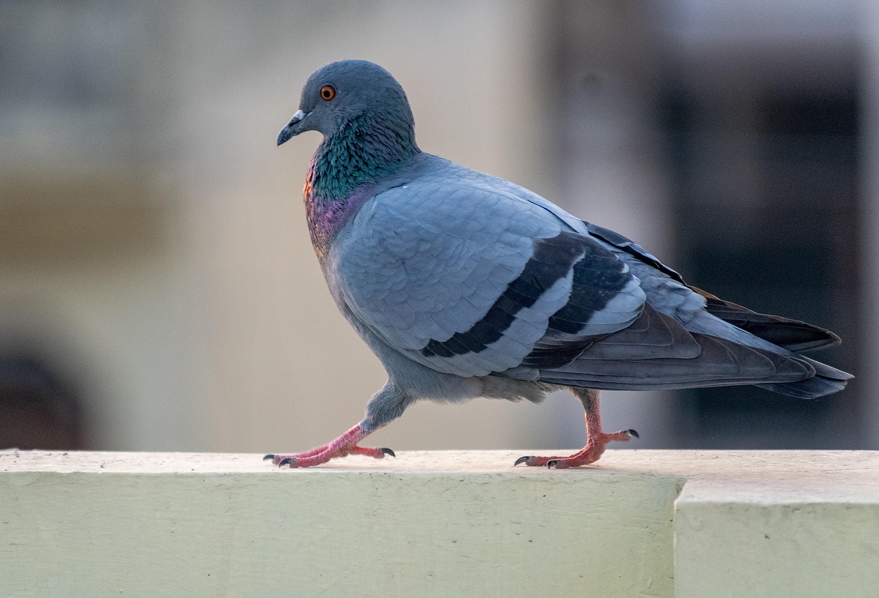 Pigeon Dove Bird Free photo on Pixabay Pixabay