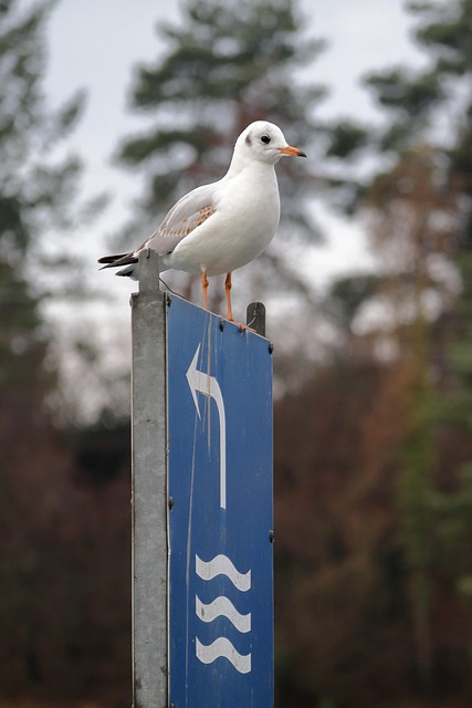 Natureza, Animal, Pássaro, Gaivota
