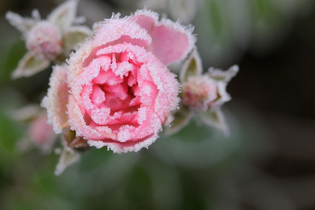 Free Dog-Rose Flower photo and picture