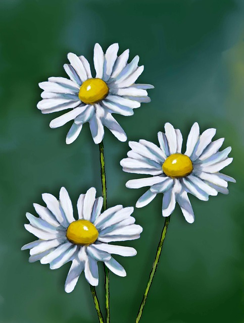 Tusenfryd, Blomst, Kronblad, Anlegg