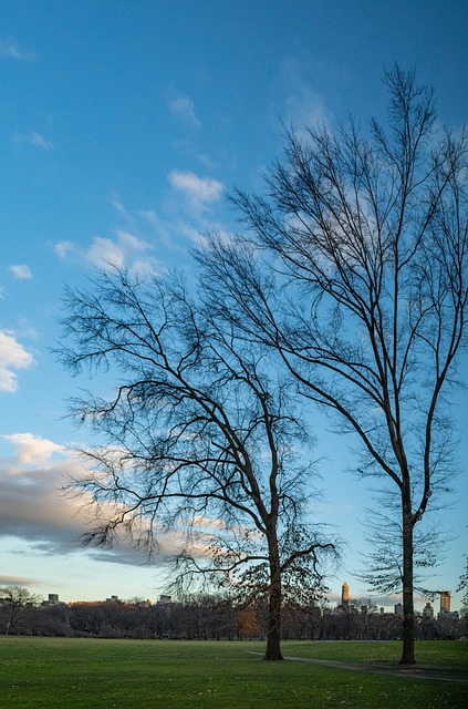 Free Nature Trees photo and picture