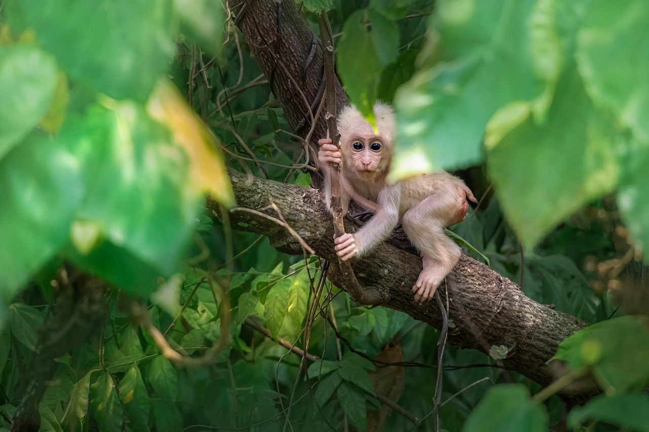 Monkey Stump-Tailed Macaque - Free photo on Pixabay