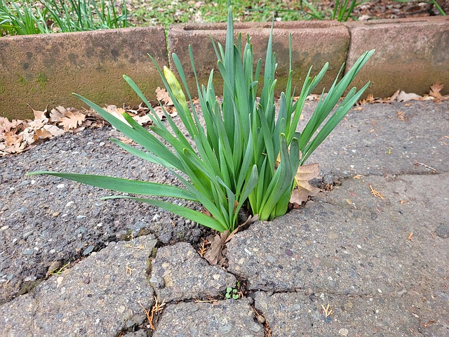 Free Plant Flower photo and picture