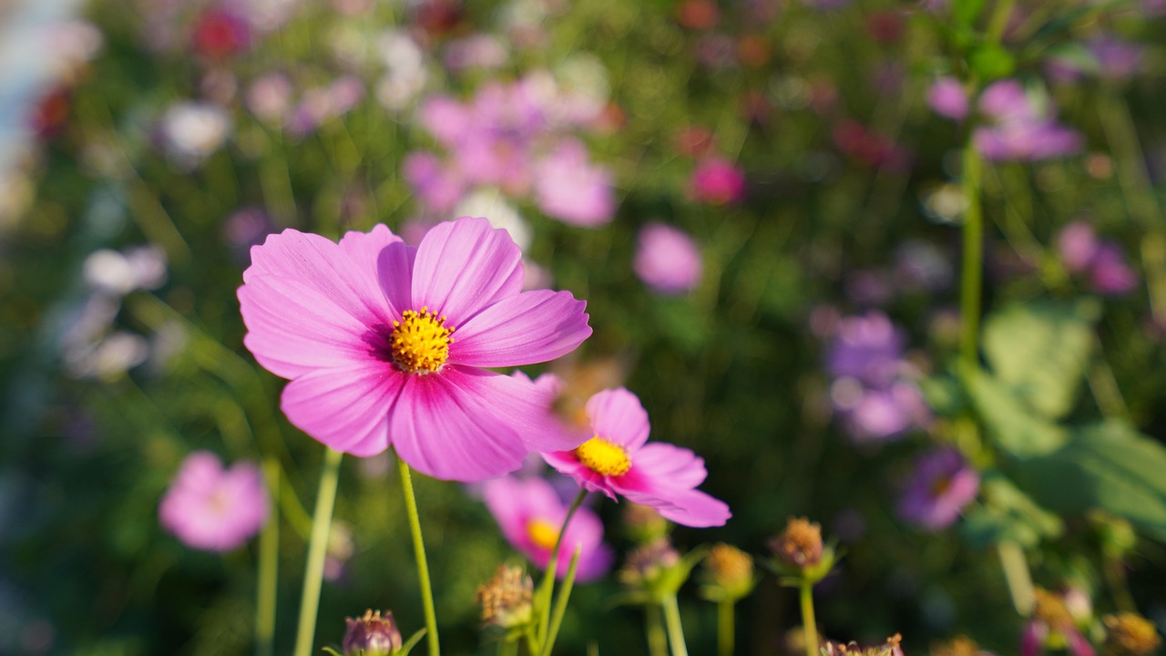 超过 400000 张关于“格桑花”和“花”的免费图片 - Pixabay