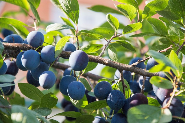 Free Fruit Plum photo and picture