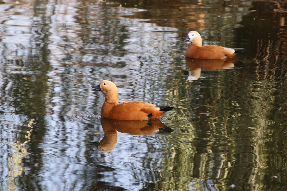 Birds Ducks Ornithology - Free photo on Pixabay - Pixabay