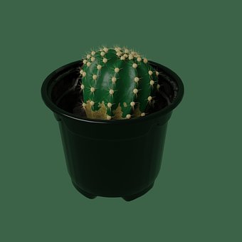 Cactus, Plantas, Verde, Ollas, Etiquetas