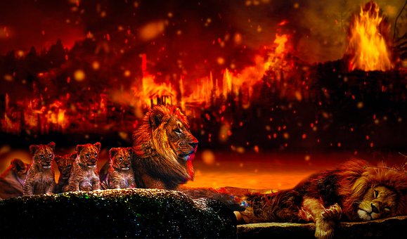 Free Forest Fire photo and picture