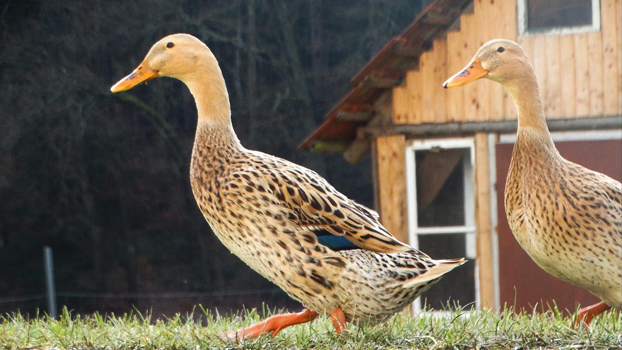 Duck Poultry Ongoing Free photo on Pixabay Pixabay