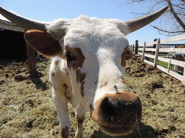 Vacas Ganado País - Foto gratis en Pixabay - Pixabay