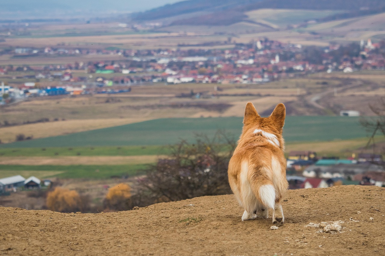 Animal - free online jigsaw puzzle photo