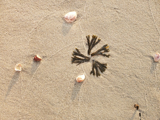 Free Beach Sea photo and picture