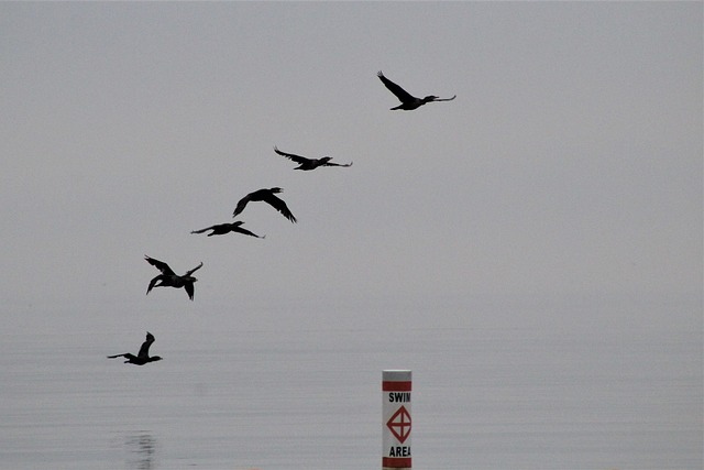 Free Bird Nature photo and picture