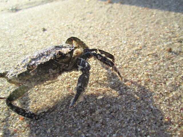 Free Crab Crustation photo and picture