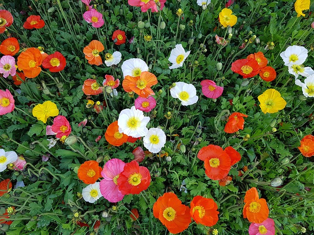 Free Flower Beautiful photo and picture