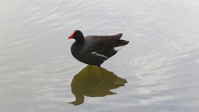 Free Nature Bird photo and picture