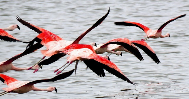 Free Flamingos Plumage photo and picture