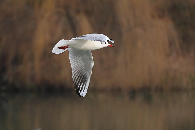 Pássaro, Natureza, Gaivota, Ornitologia