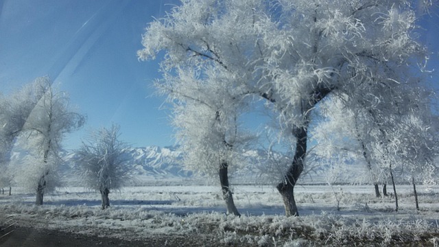 Free Winter Landscape photo and picture