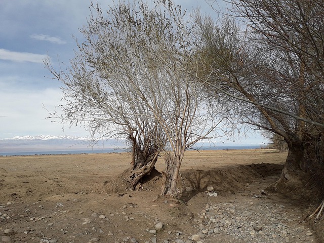 Free Shrub Steppe photo and picture