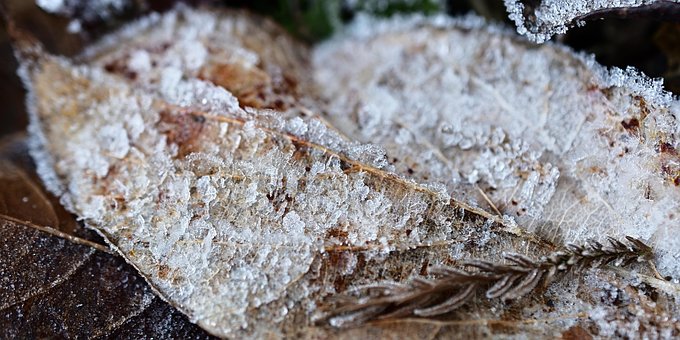 Free Leaf Frost photo and picture