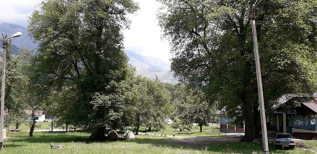 Free Tree Park photo and picture
