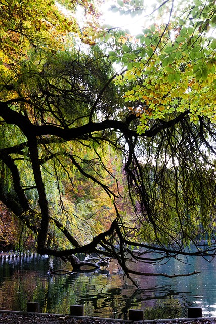 Free Augsburg Trees photo and picture
