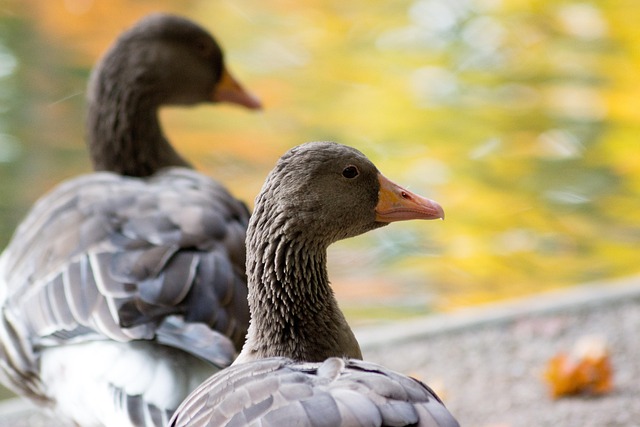 Free Bird Goose photo and picture