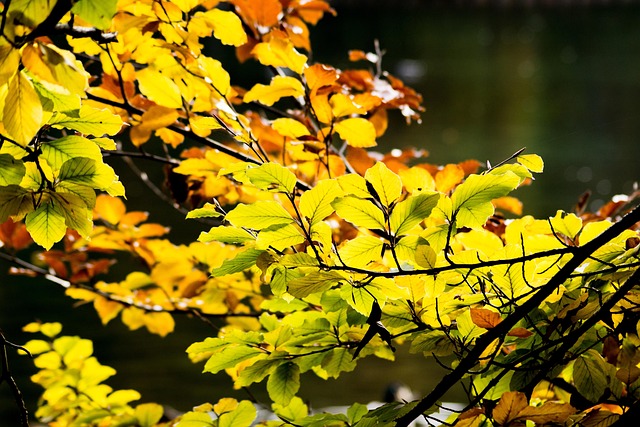 Free Nature Tree photo and picture