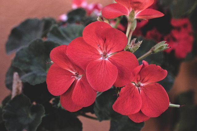 Free Flower Red photo and picture