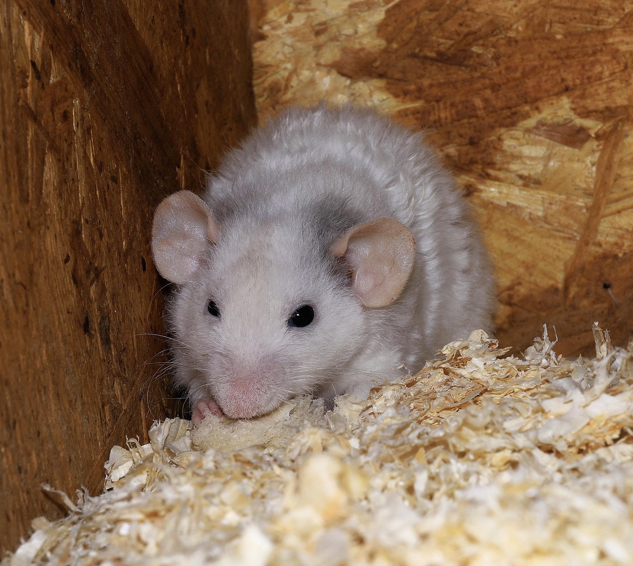 Animal Rat Mammal - Free photo on Pixabay - Pixabay