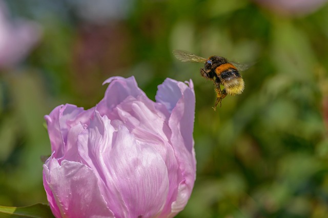 Free Pink Flower Bee photo and picture