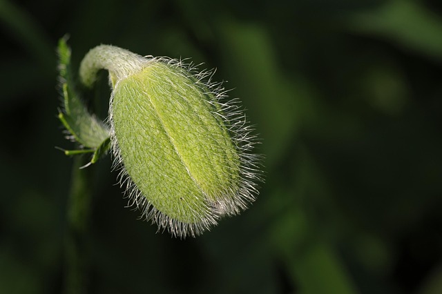 Free Plant Botany photo and picture