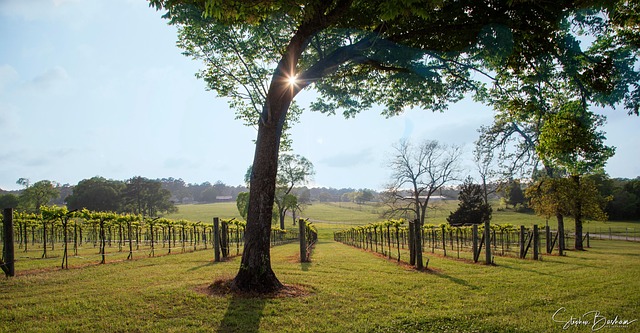 Free Sun Wine photo and picture