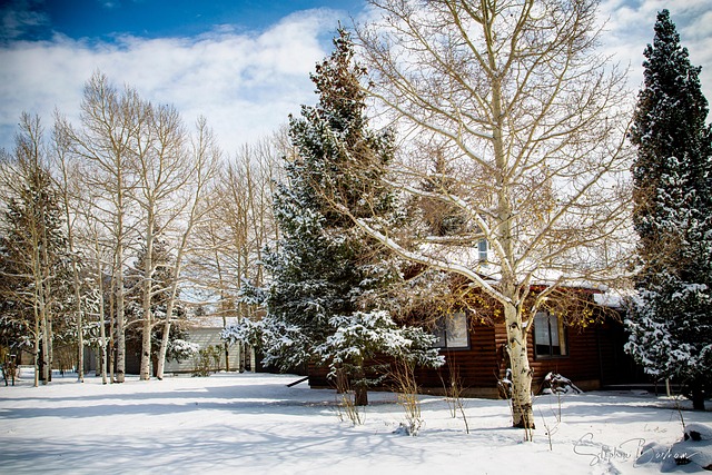 Free Winter Snow photo and picture