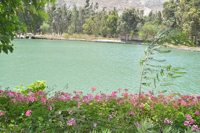 Laguna, Blumen, Landschaft, Natur