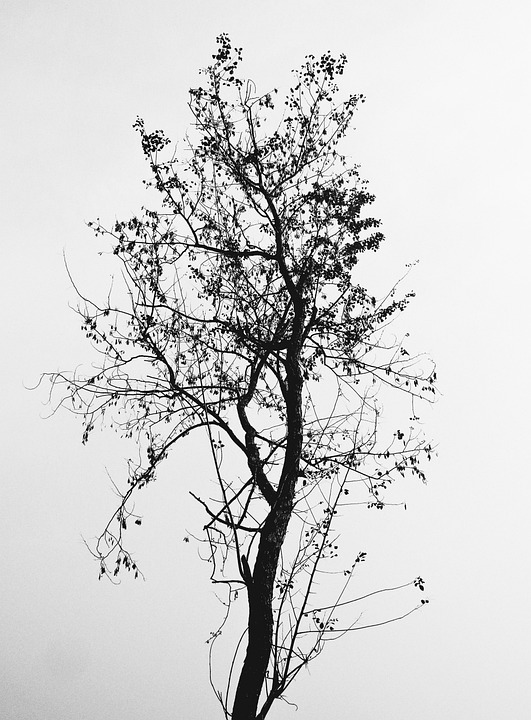 Abstract Tree Winter - Free photo on Pixabay - Pixabay